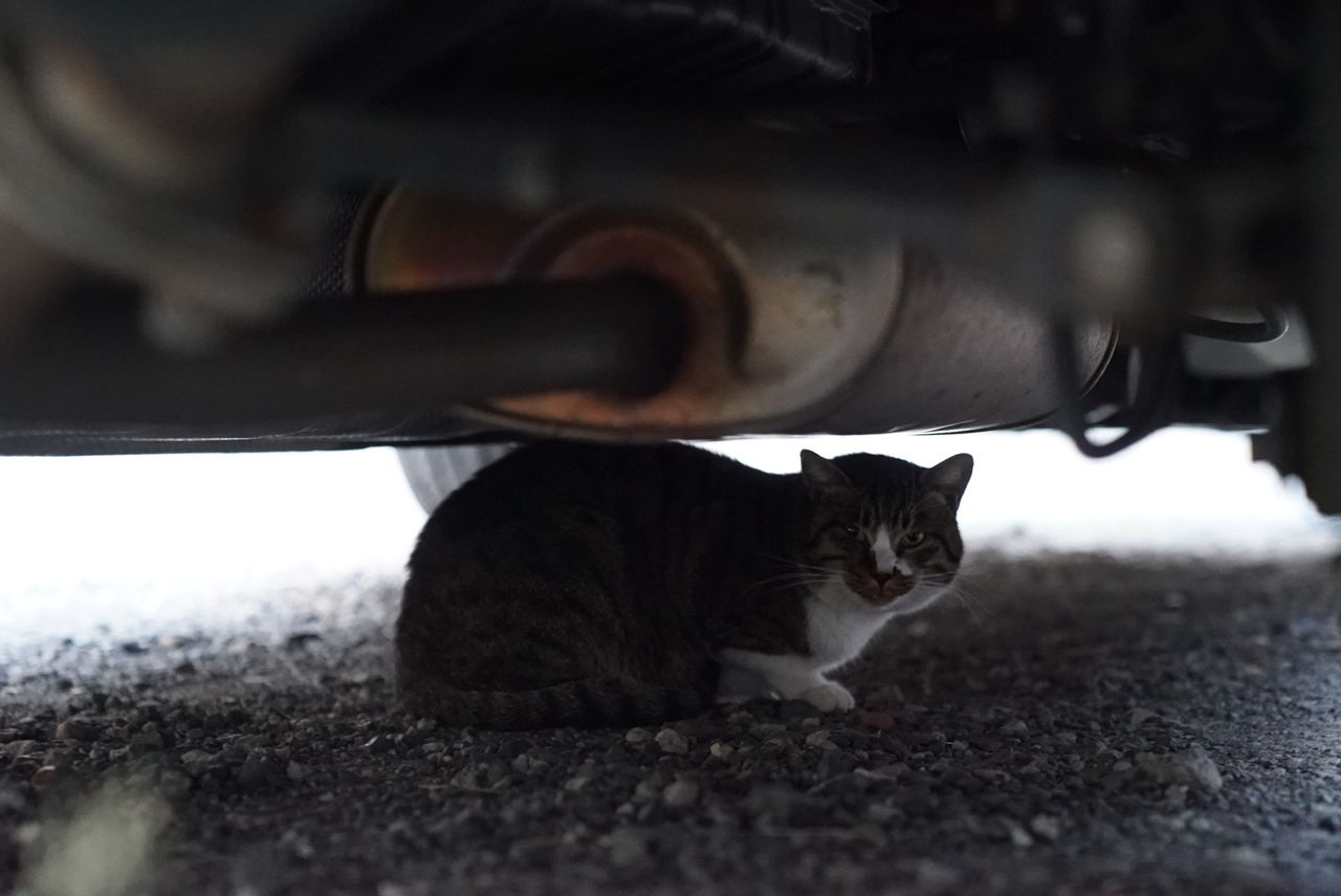 いかつい系オス猫 ねこかます