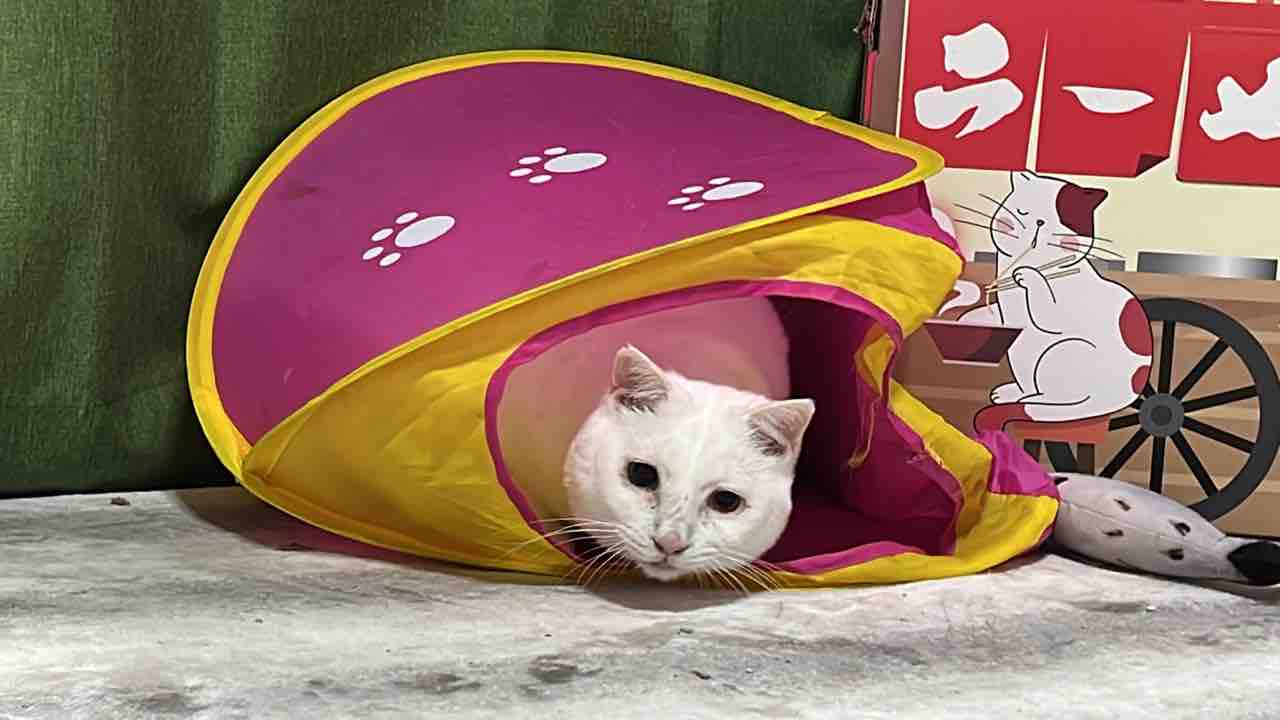 猫型珍獣 持ちネタが増える 2519 ねこかます 猫型珍獣 持ちネタが増える 2519 ねこかます