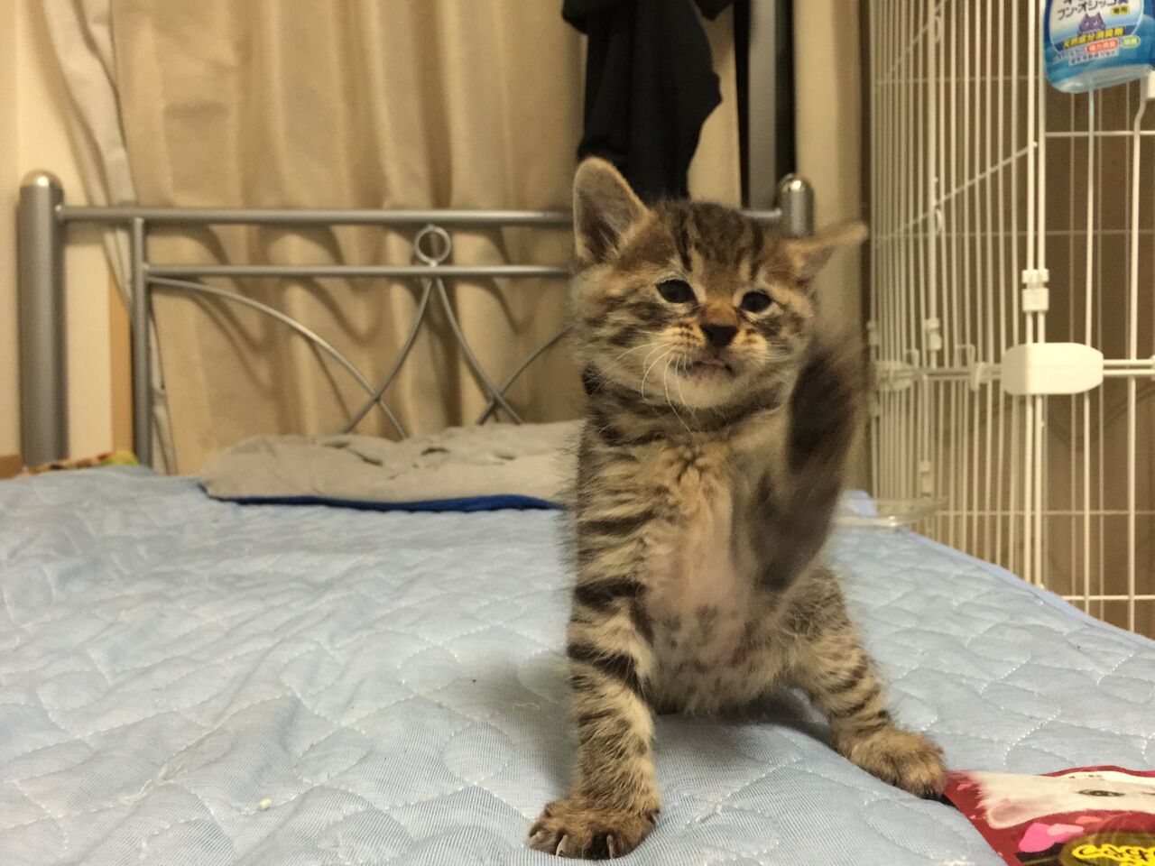 保護子猫・琥麦（こむぎ）デビュー 20240630 : ねこかます