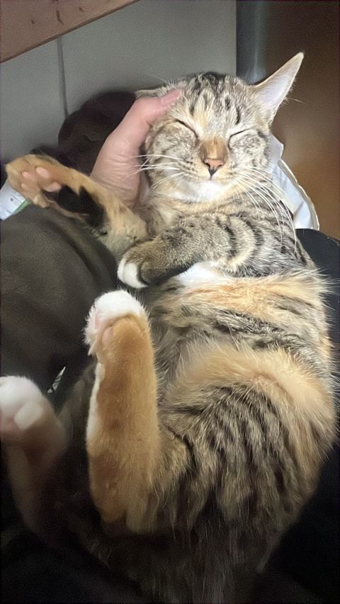 写真 2024-12-26 4 52 05