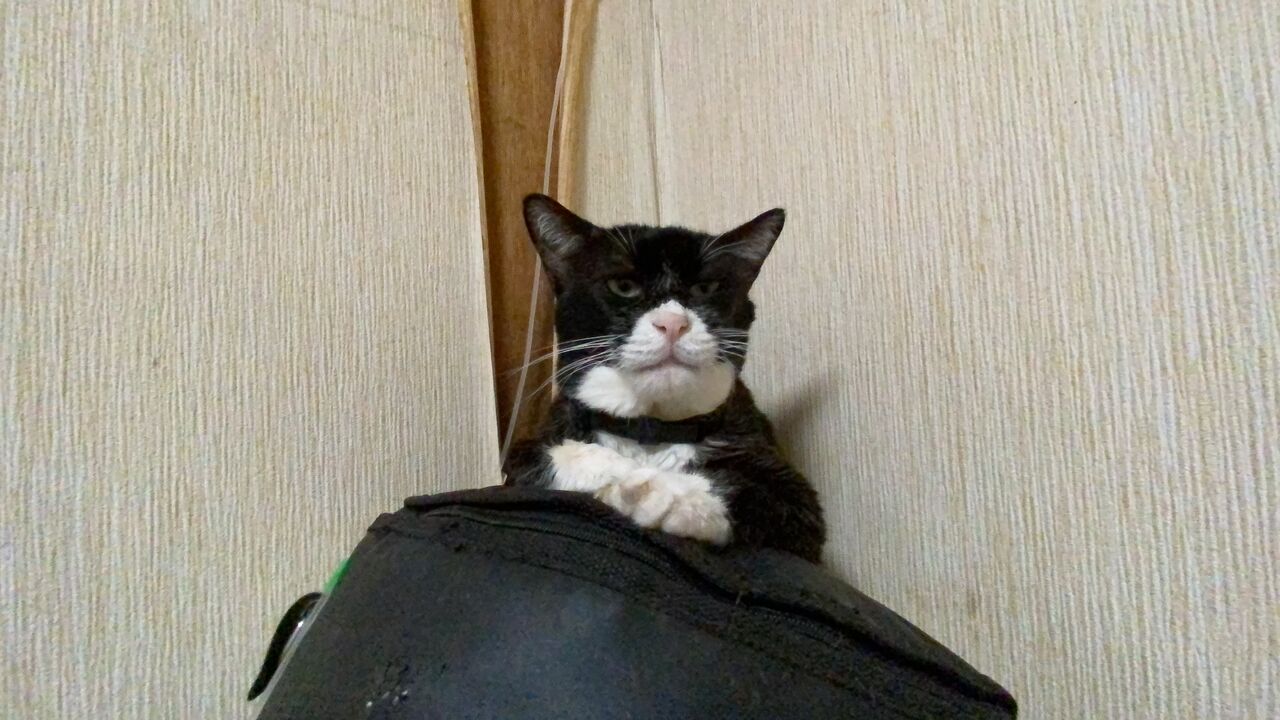 猫の最期のとき ねこかます
