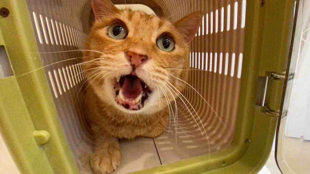 猫の困った癖 ねこかます 猫の困った癖 ねこかます