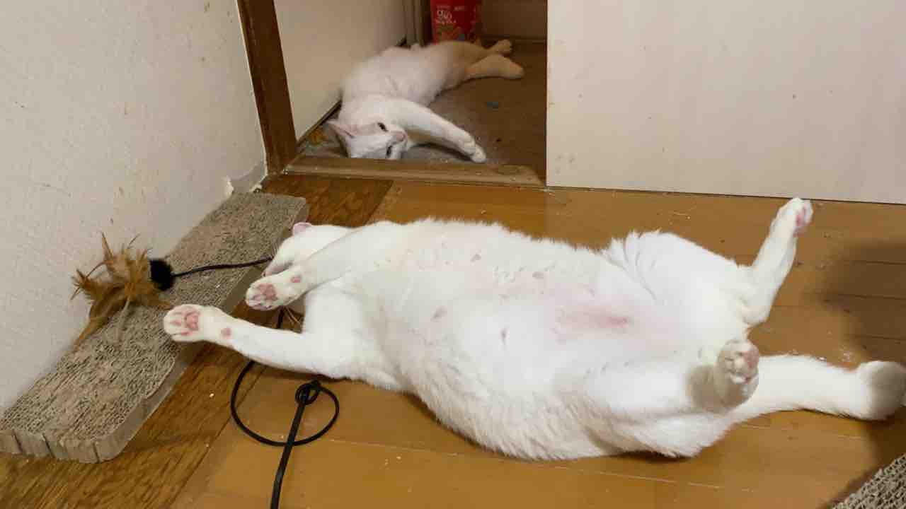 久しぶりに猫をサボる ねこかます 久しぶりに猫をサボる ねこかます