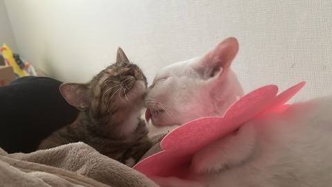 写真 2024-09-01 16 05 39