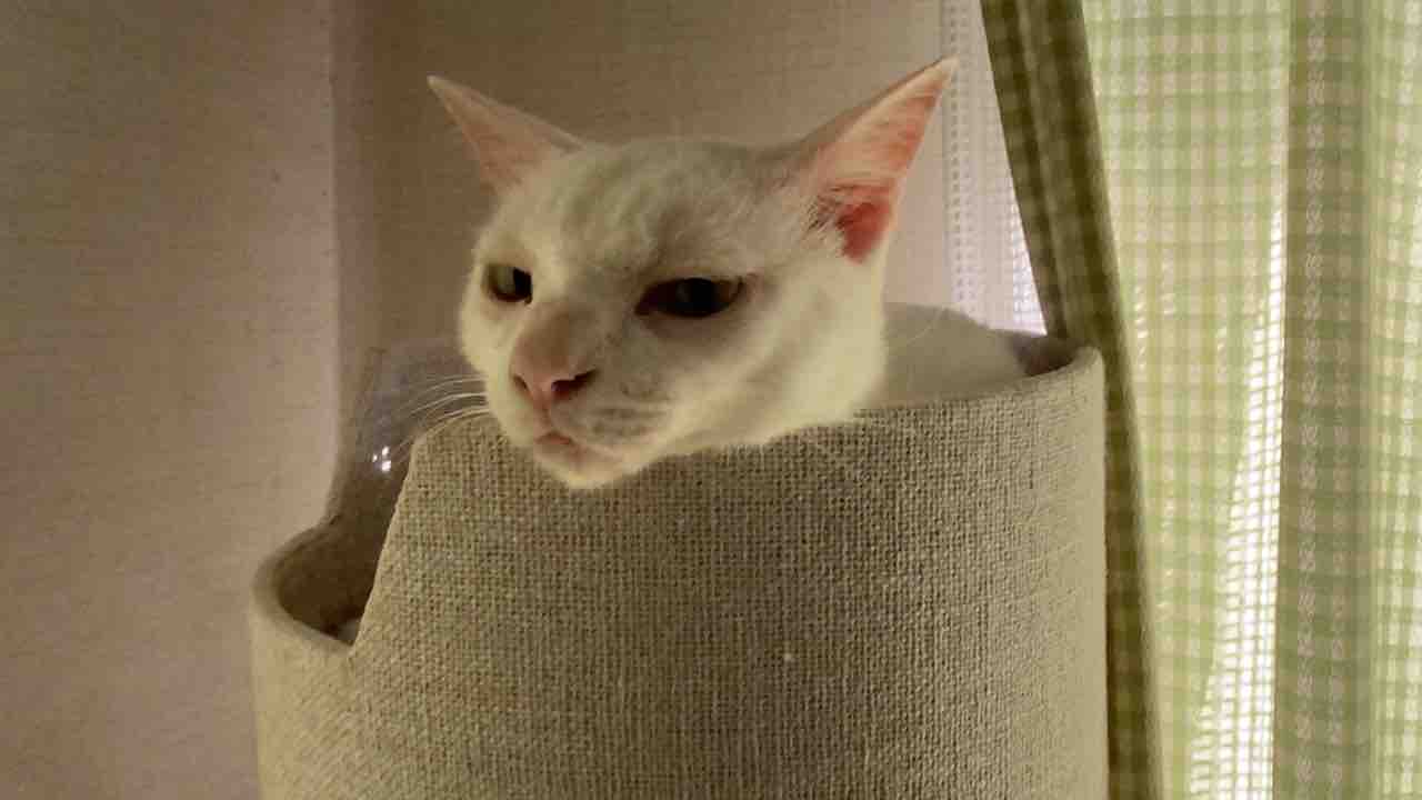 ジト目ネコチャンズ 2313 ねこかます