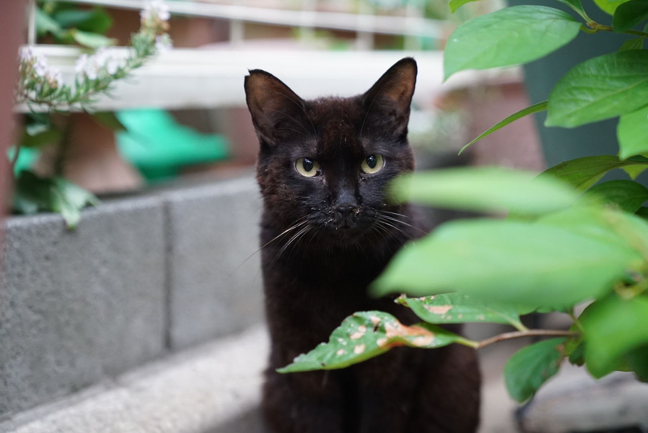 猫の男顔、女顔 20181009 : ねこかます