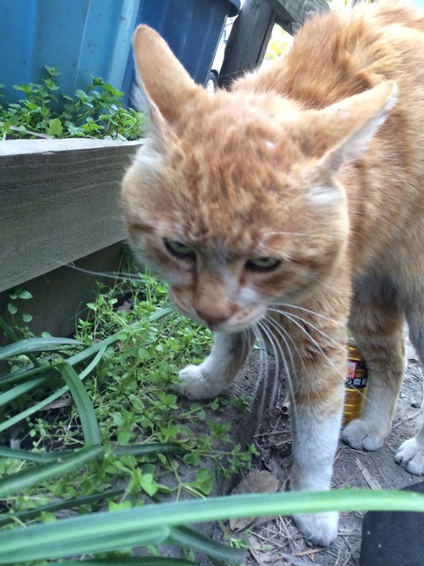 野良猫 友達はいいもんだ💞」 どちらも左耳をさくらカットしてる、2匹の