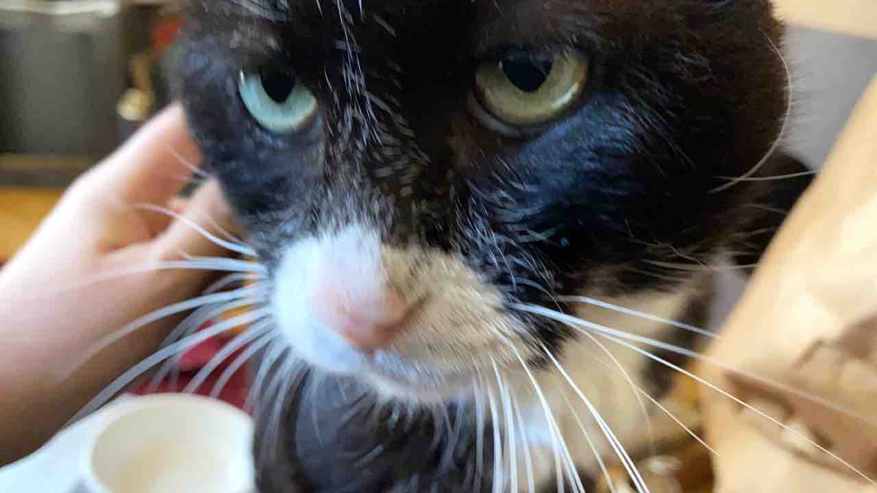 誰だよお前 何なんだよお前 0427 ねこかます 誰だよお前 何なんだよお前 0427 ねこかます