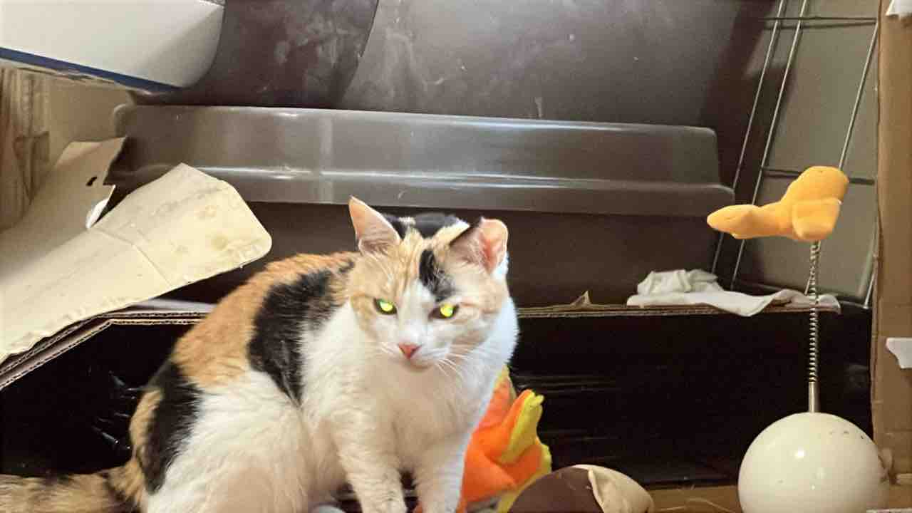 オス三毛王子様猫、我慢する 20250824 : ねこかます
