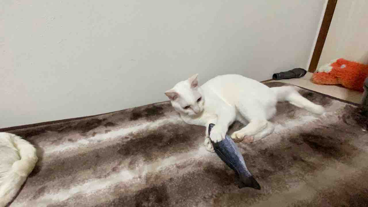 猫の飼いやすさ 0403 ねこかます