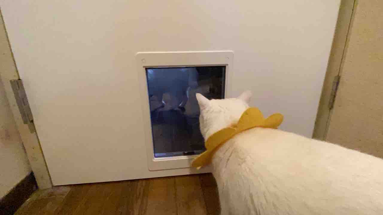 昨年の猫用リフォームなど 20210102 : ねこかます