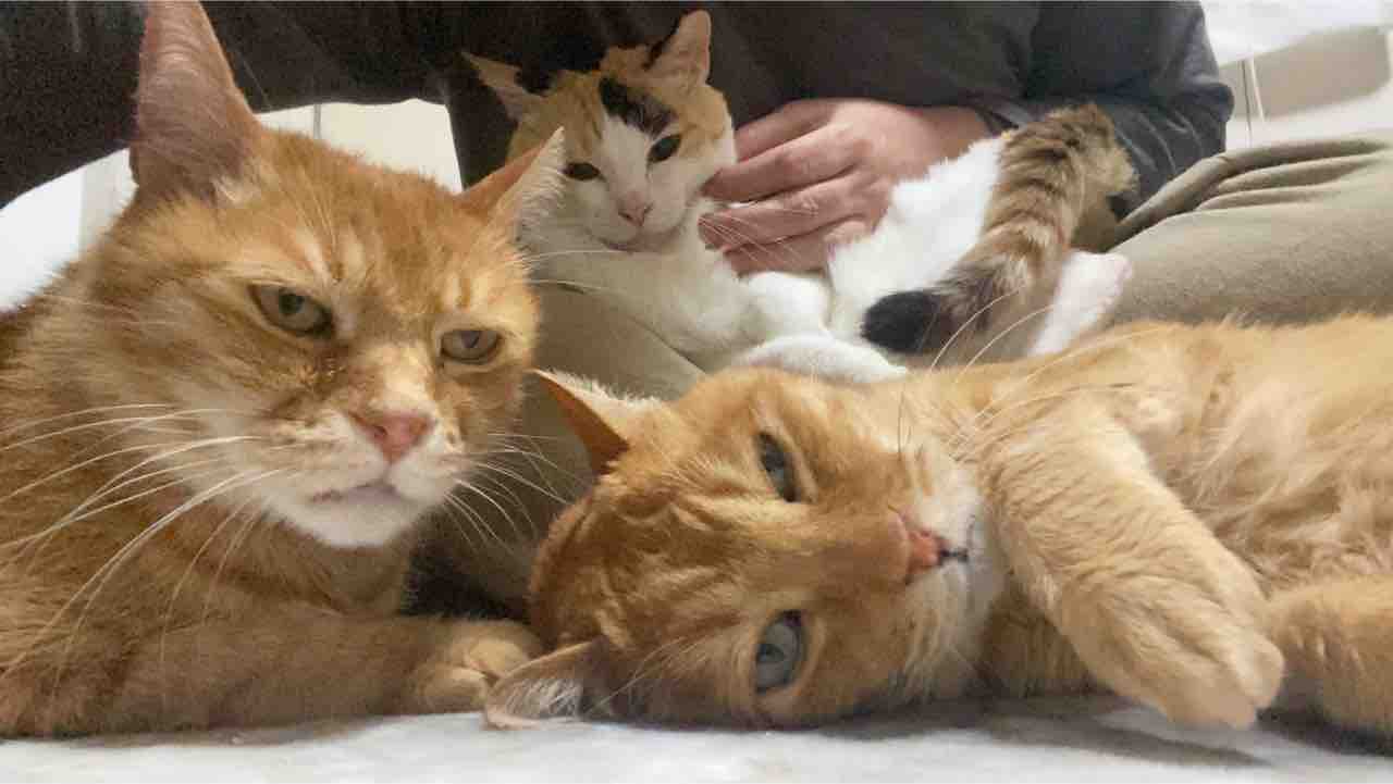 王子様猫のわがまま 20210409 : ねこかます