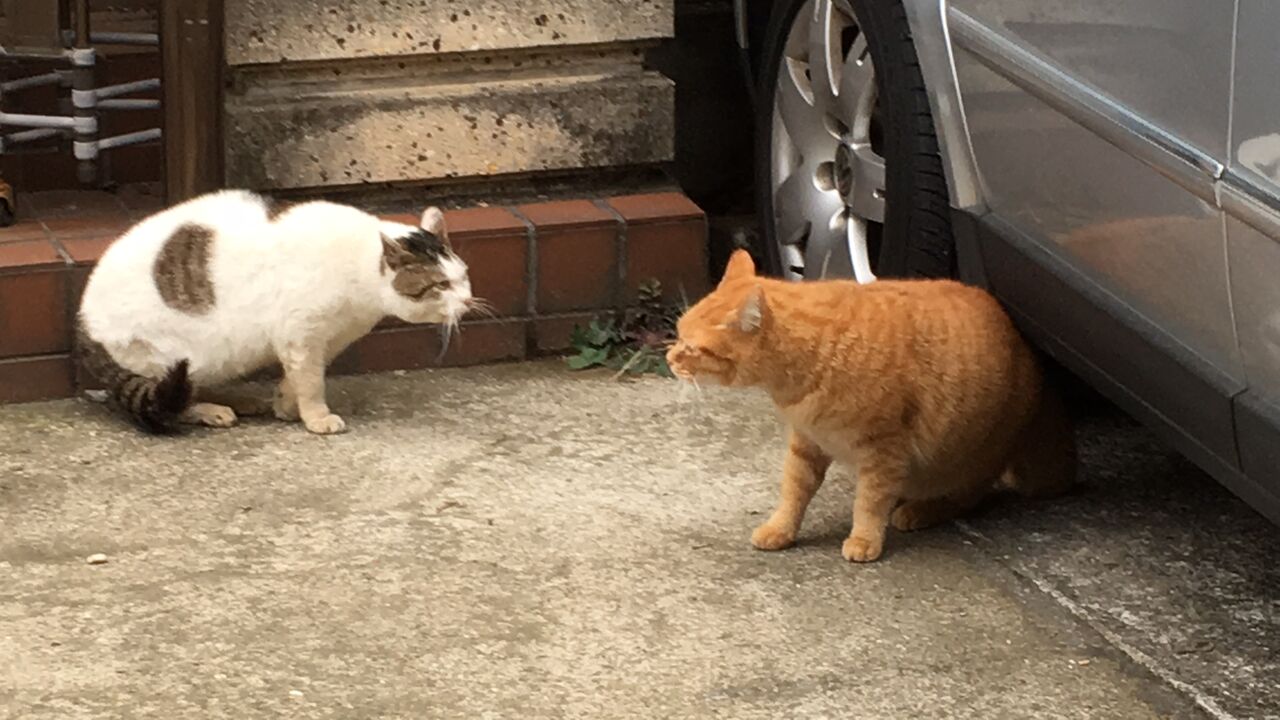 戦闘力の低い元ボス猫 ねこかます
