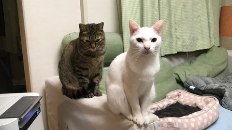 写真 2019-02-25 20 24 07