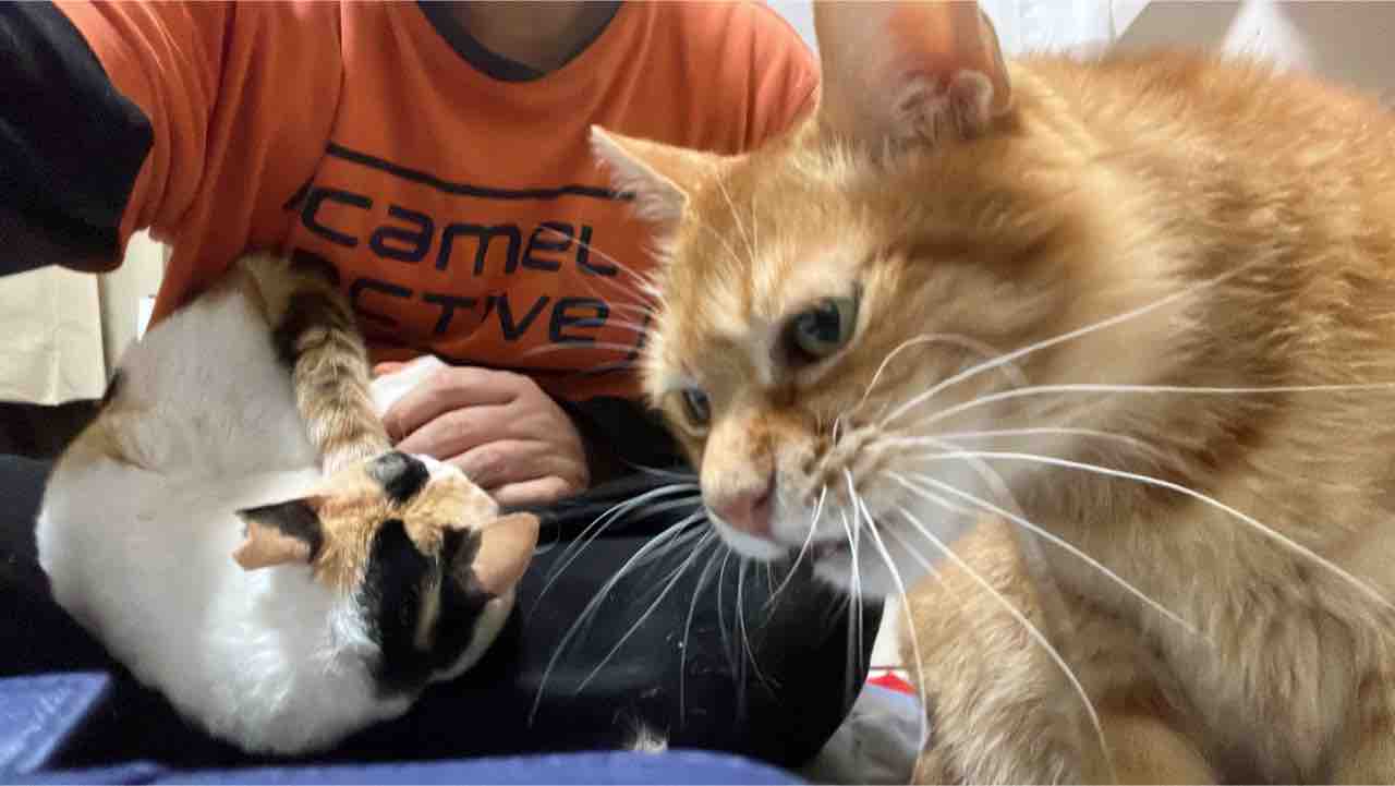 ボス猫とオス三毛猫のユニット 2609 ねこかます