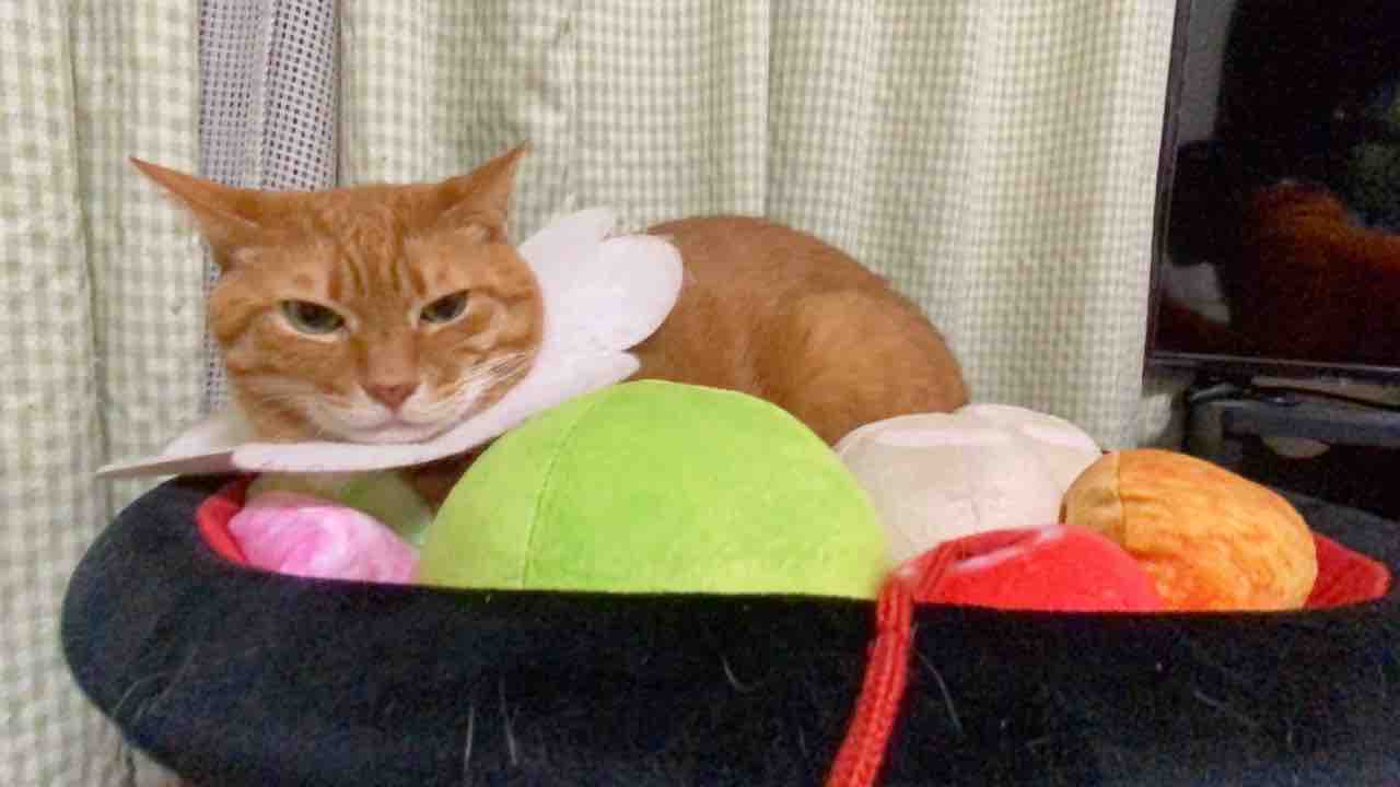 冬に便秘になる猫 20210109 : ねこかます