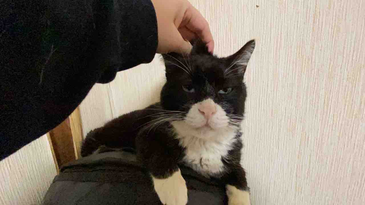 クロちゃん A.K.A. モノクロの4号 20200425 : ねこかます クロちゃん A.K.A. モノクロの4号 20200425 : ねこかます