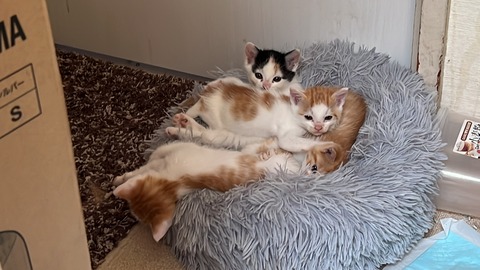 写真 2023-05-24 12 47 49