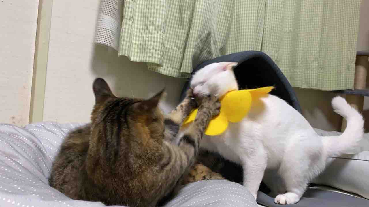 ウチューネコ兄弟 猫レスリングする ねこかます ウチューネコ兄弟 猫レスリングする ねこかます