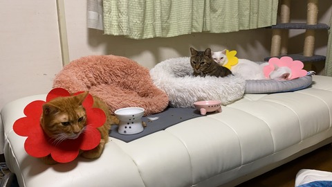 写真 2021-01-08 0 19 57