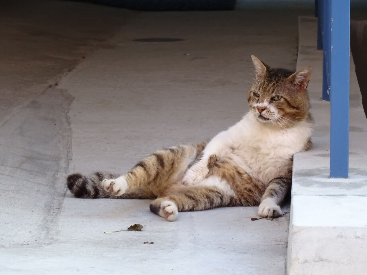 顔面力の猫 20210209 : ねこかます