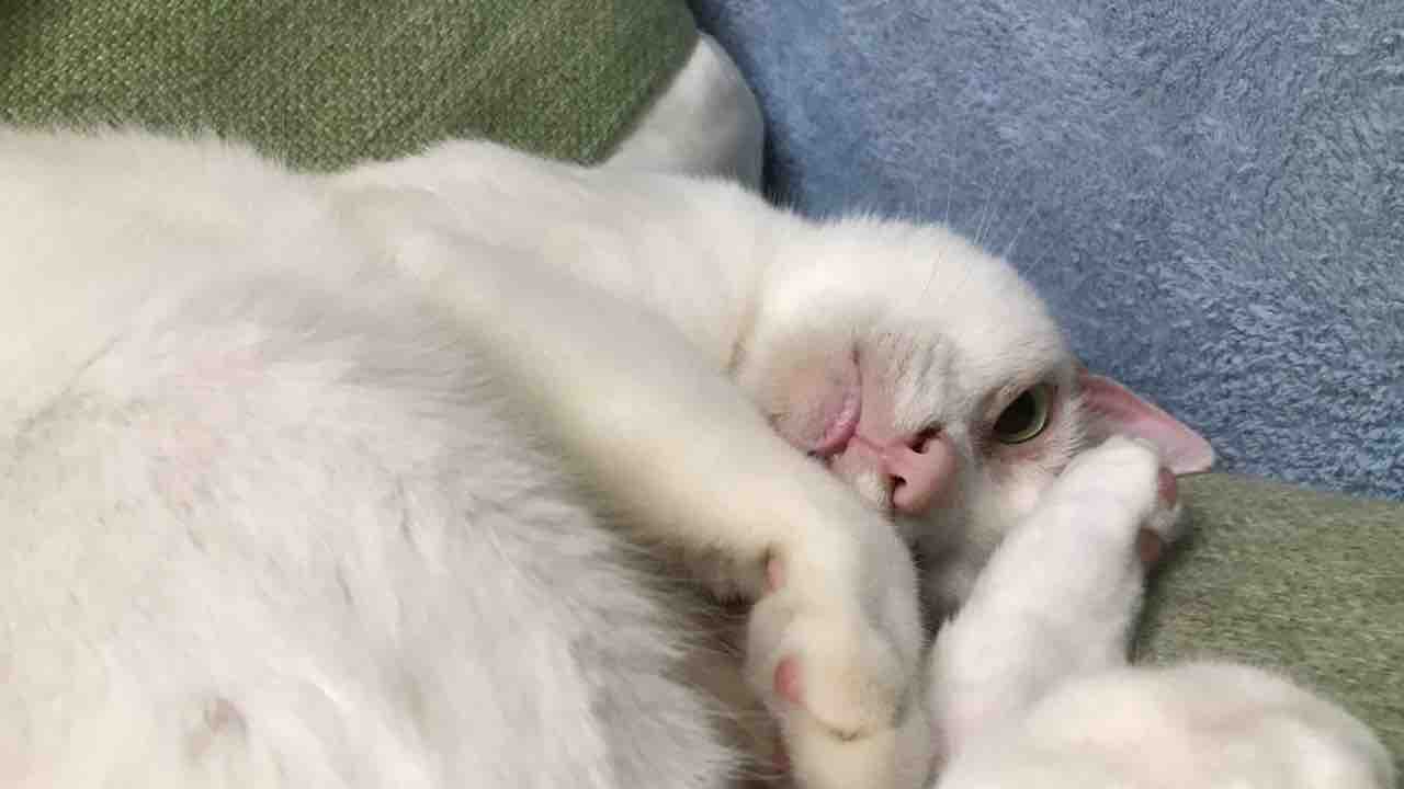 夏の猫の体調管理 ねこかます 夏の猫の体調管理 ねこかます