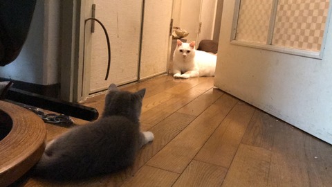 写真 2019-06-07 22 47 09