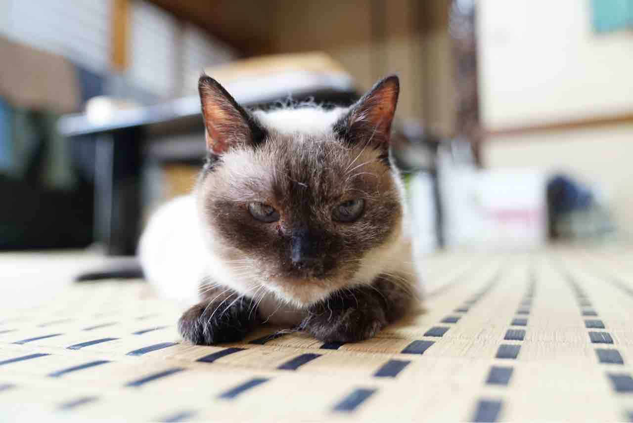 ねこかます : チョコ猫