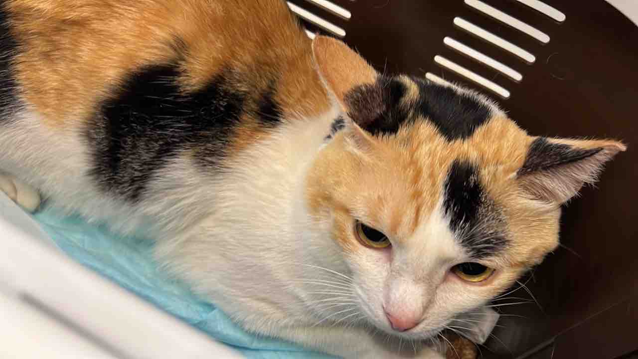 借りてきたオス三毛猫 2318 ねこかます 借りてきたオス三毛猫 2318 ねこかます