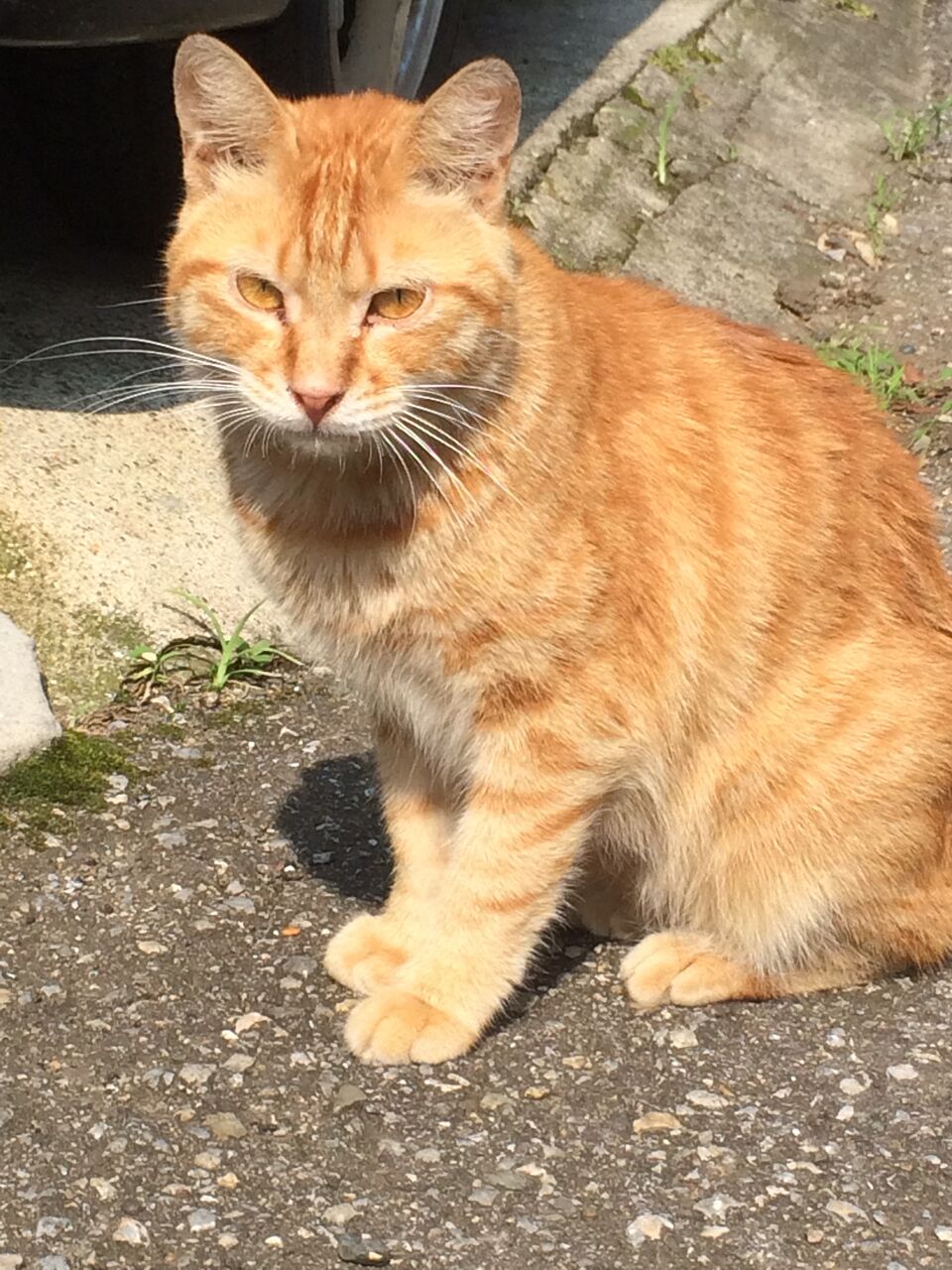 2匹の茶トラ0号 ねこかます