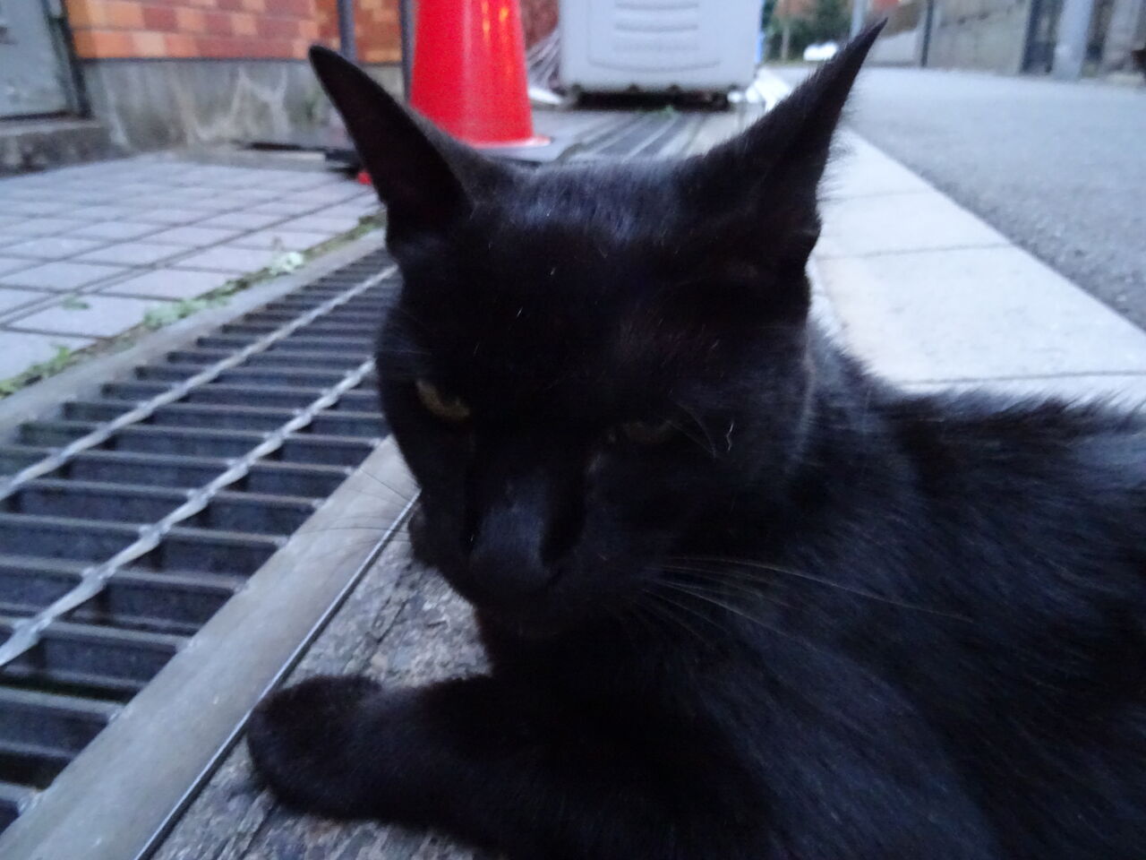 最強の猫たち 20200426 ねこかます 最強の猫たち 20200426 ねこかます