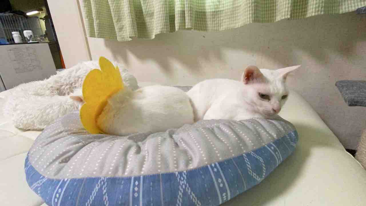 猫たちの来客対応 1128 ねこかます