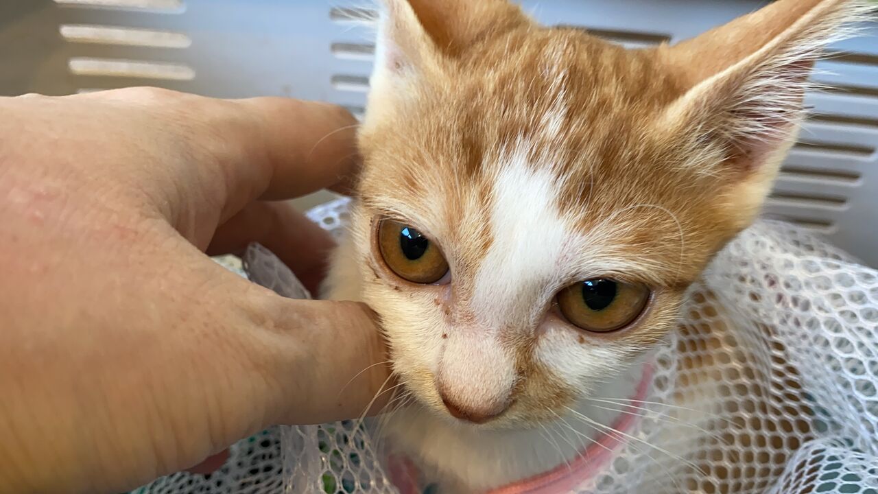 キミはともだち 20250906 : ねこかます