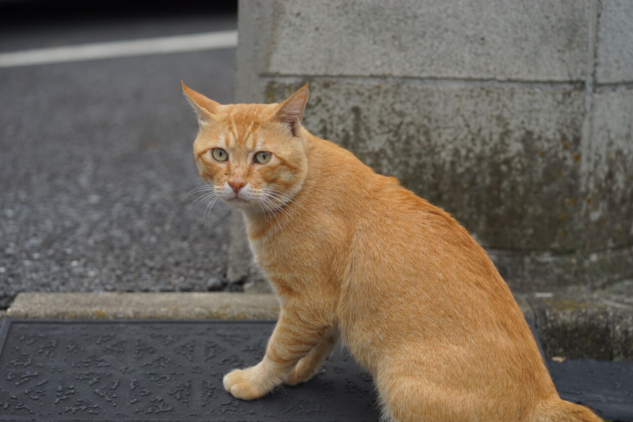 各ボス猫の実力 20230523 : ねこかます