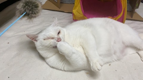 写真 2019-11-03 23 15 11