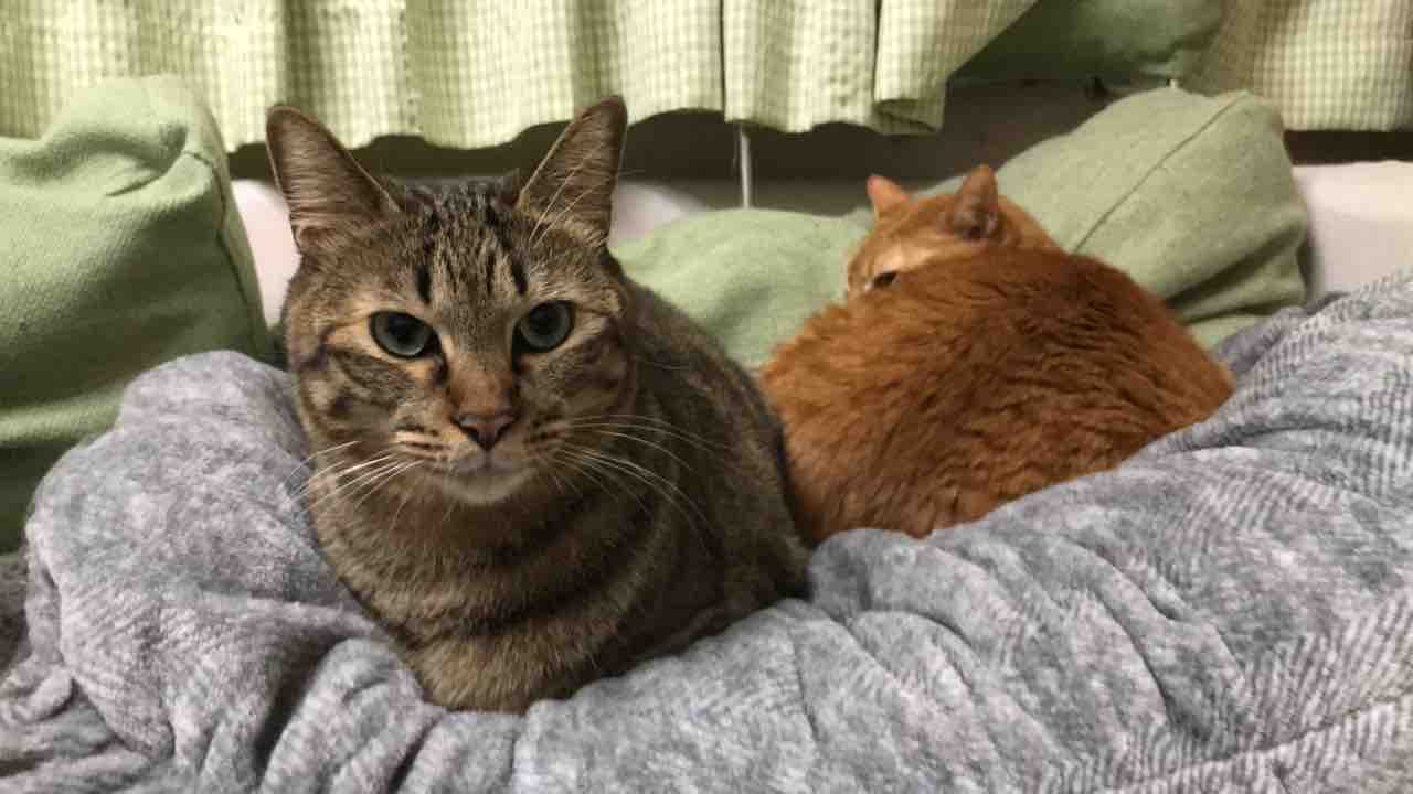 猫の仲直り ねこかます