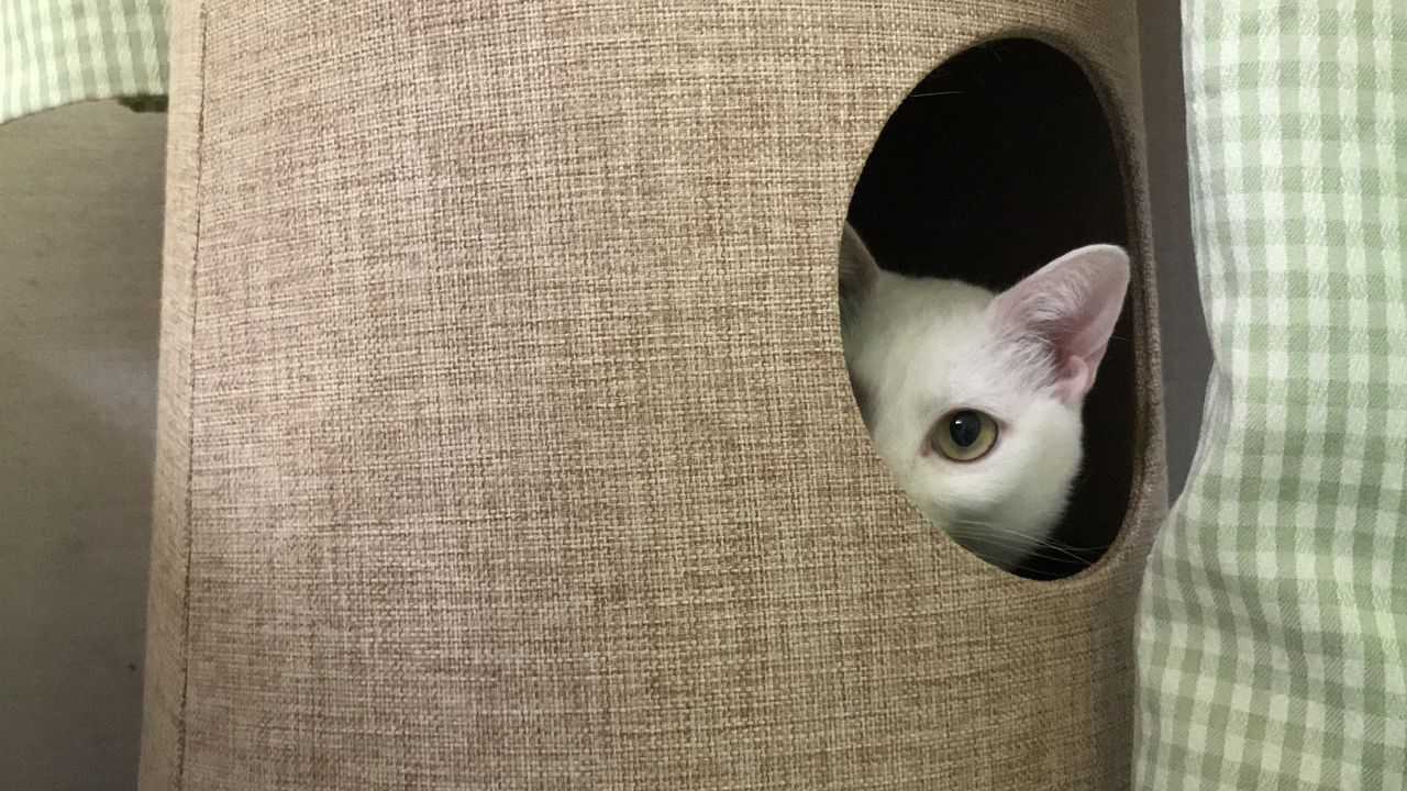 拗ねる猫 ねこかます 拗ねる猫 ねこかます