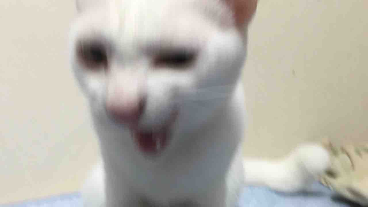 猫の シャー 1210 ねこかます