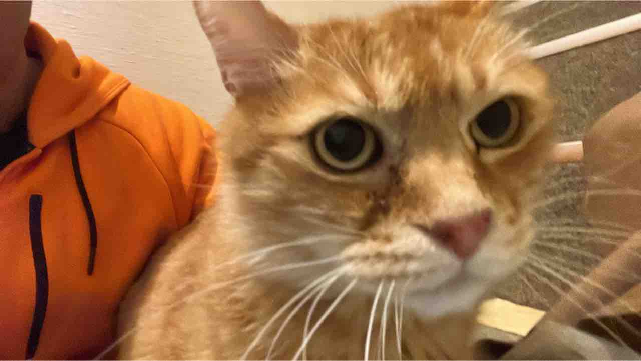 懐く という不思議 2227 ねこかます