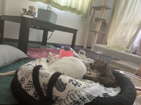 写真 2024-09-07 11 36 48