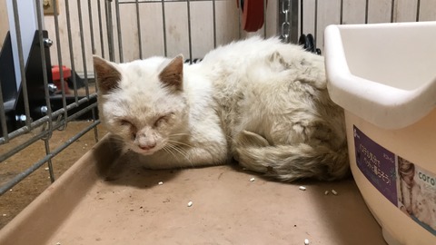 写真 2018-10-21 1 03 43