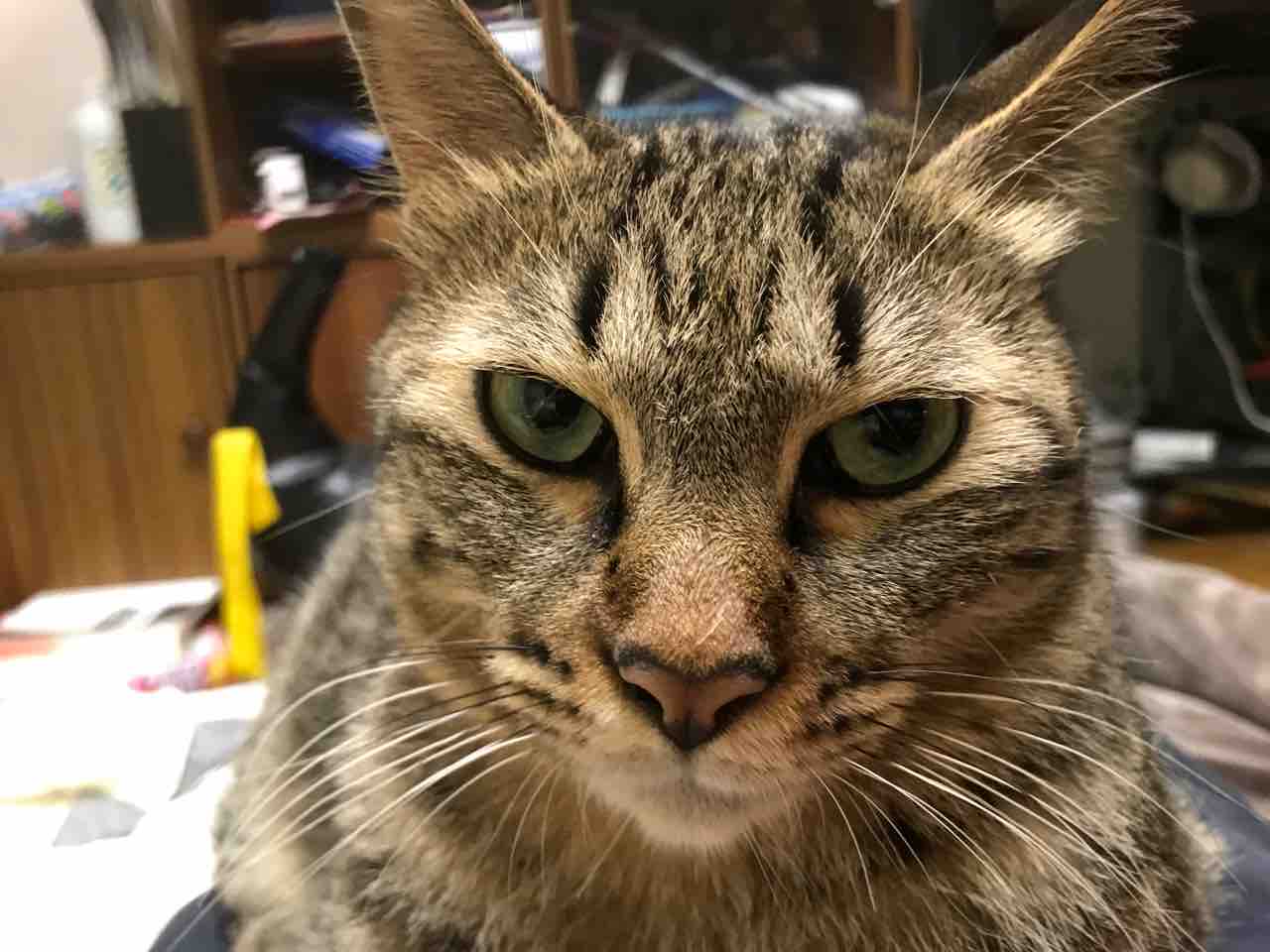 超目玉 ガルシアの猫 イケメン チャンピオン Scandinavianstyle Sk 超目玉 ガルシアの猫 イケメン チャンピオン Scandinavianstyle Sk