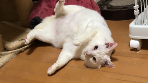 写真 2019-06-12 20 12 04