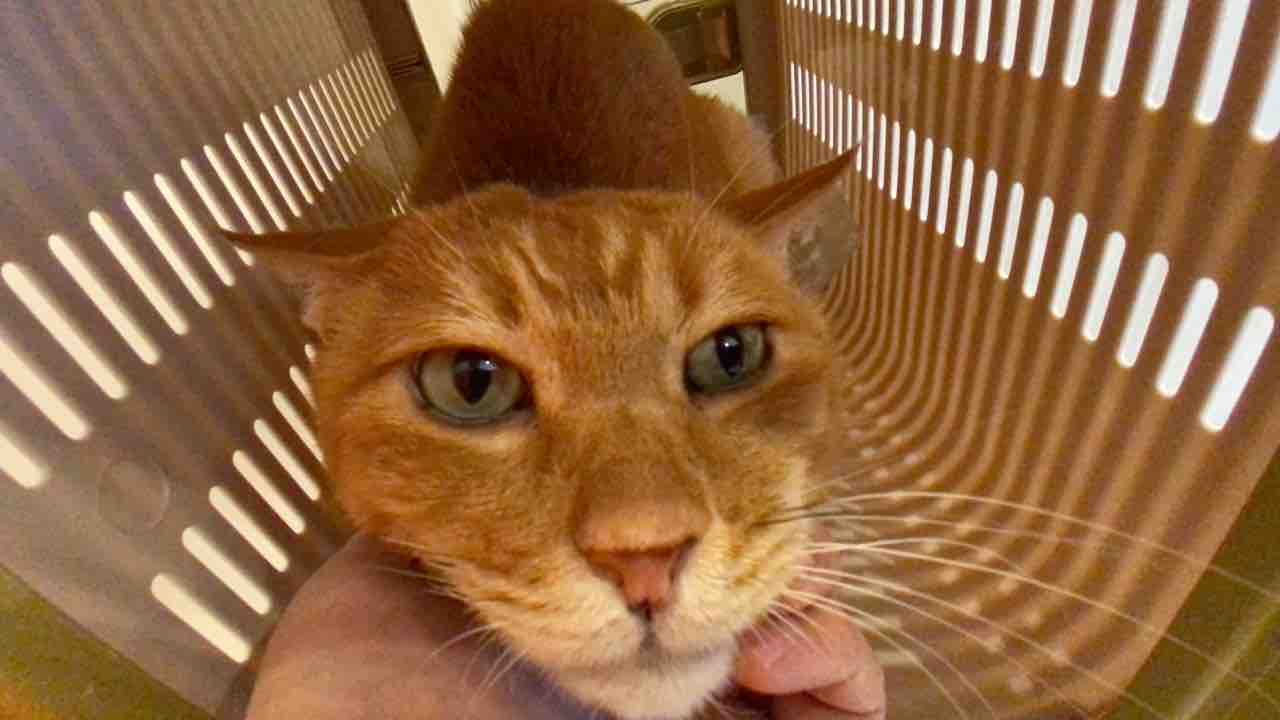 元ボス猫、驚異の生命力を見せる 20210424 : ねこかます