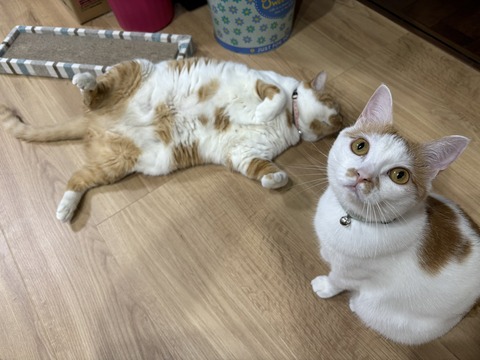 写真 2025-08-08 17 28 15