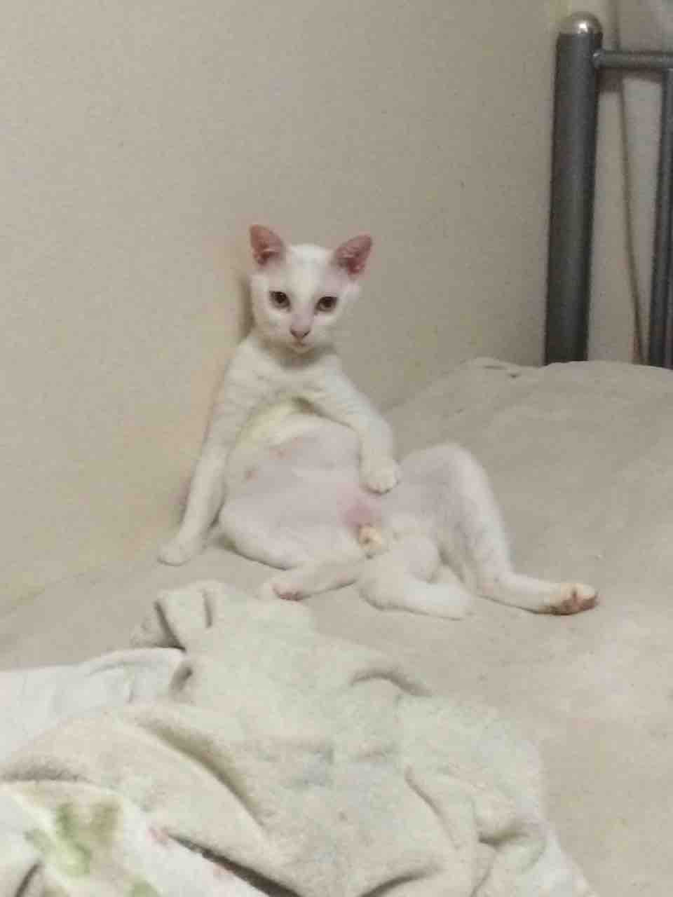 初期の猫サボり ねこかます 初期の猫サボり ねこかます
