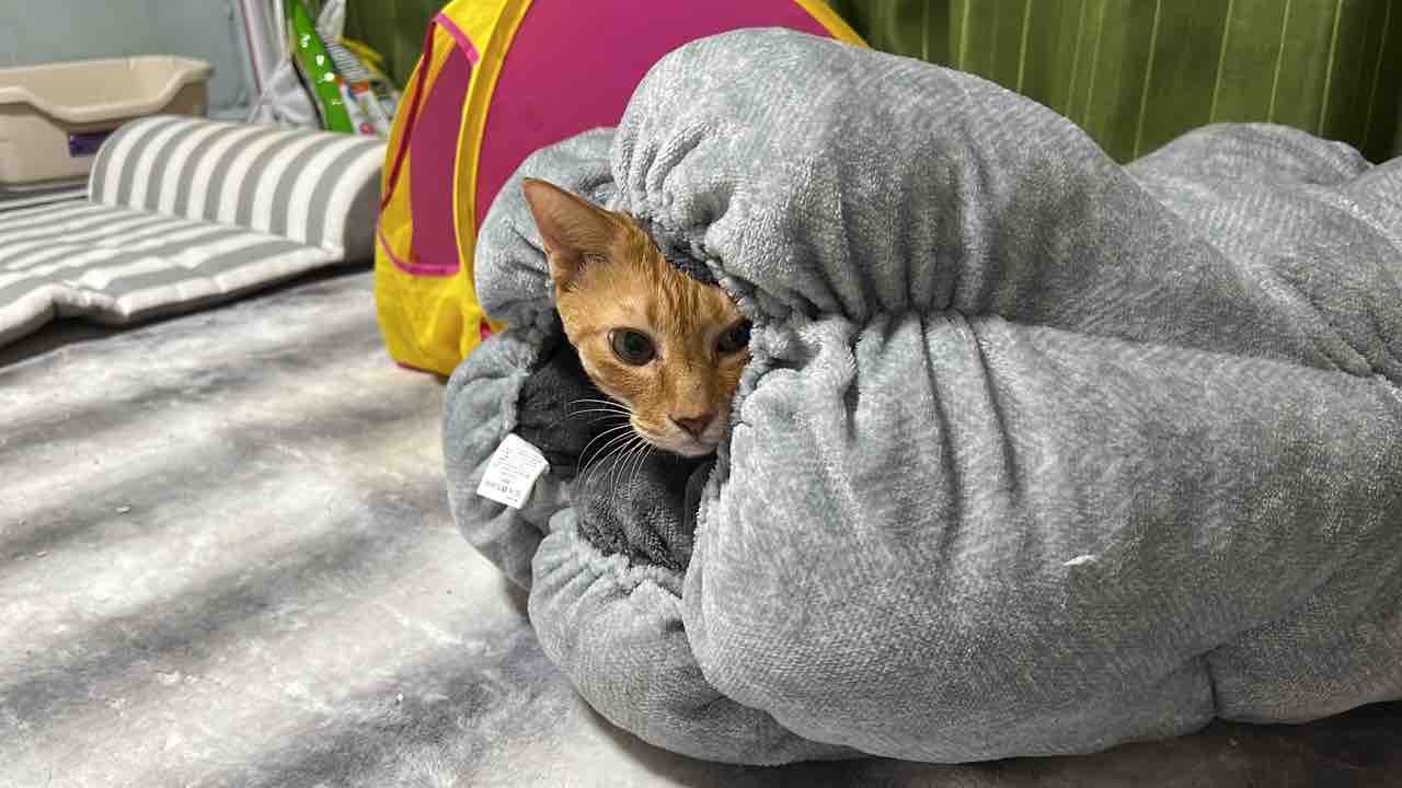 家庭内珍妙未確認生物 増える ねこかます 家庭内珍妙未確認生物 増える ねこかます