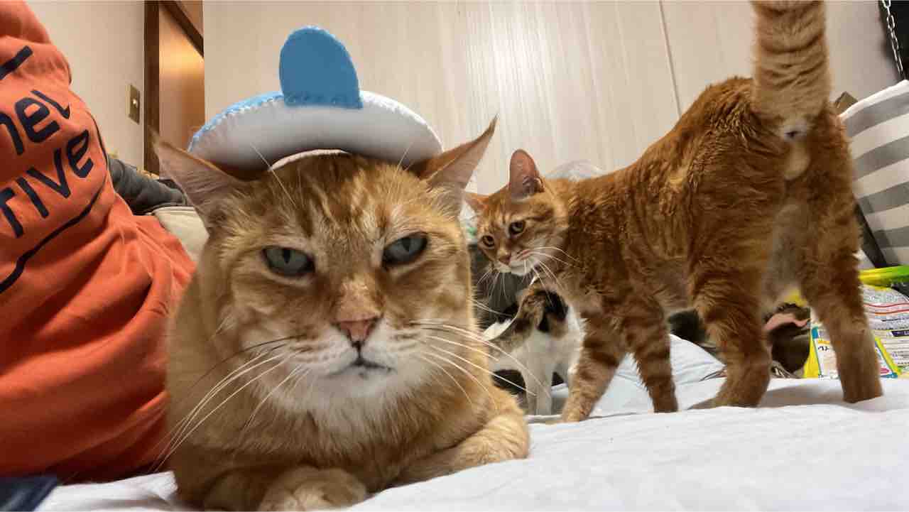 猫の食べ物あれこれ ねこかます