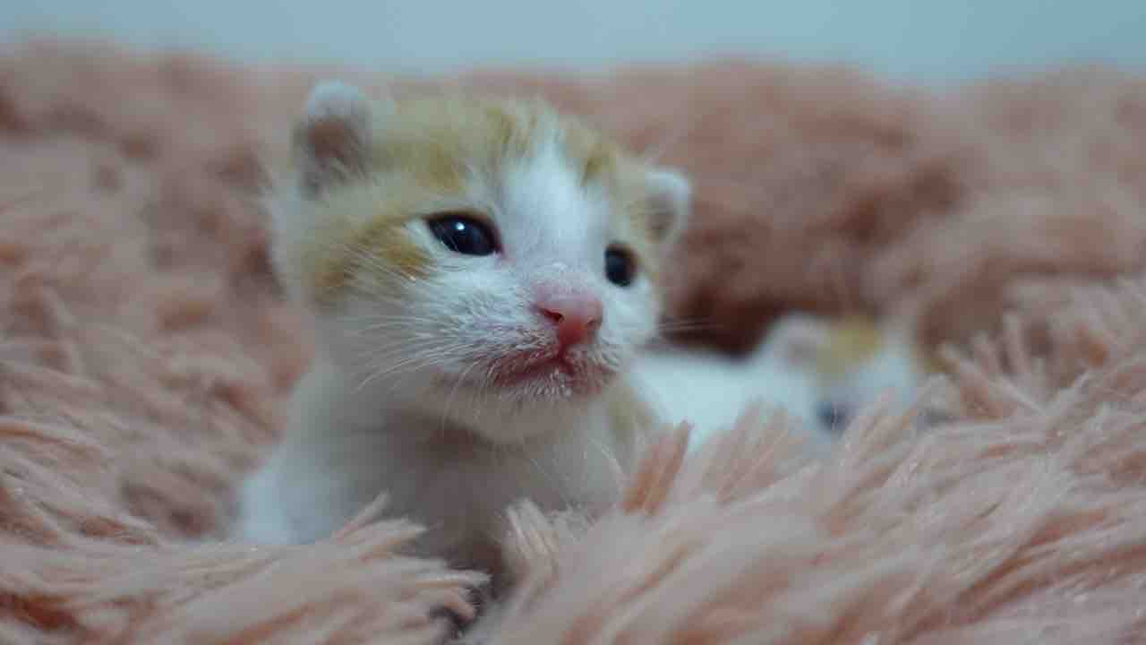 乳飲み子猫と排泄介助の日々 2117 ねこかます 乳飲み子猫と排泄介助の日々 2117 ねこかます