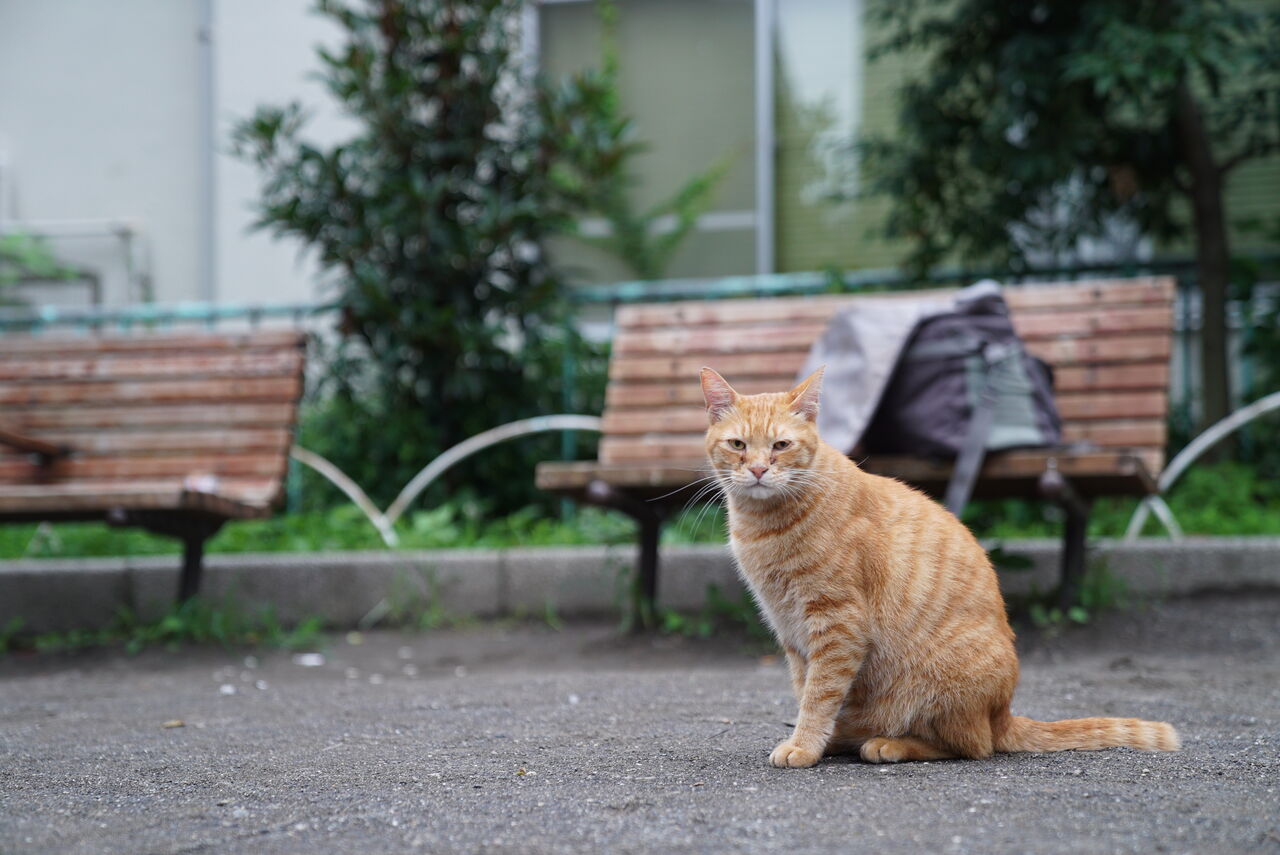 猫は恩を二日で忘れる 1217 ねこかます 猫は恩を二日で忘れる 1217 ねこかます
